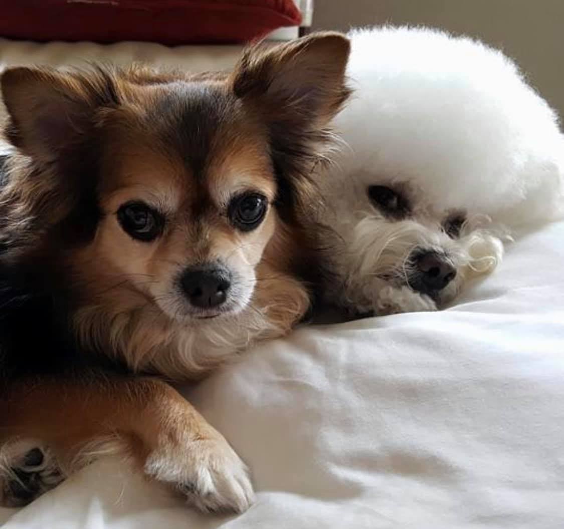 Beautifully groomed dogs